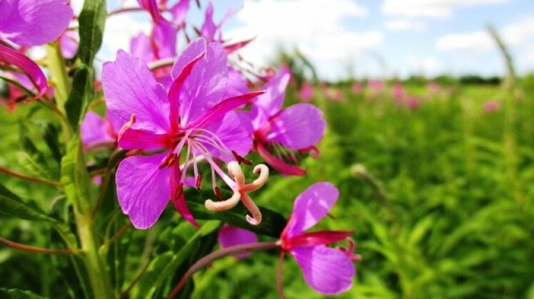 Les inflorescences de mauvaises herbes présentent des avantages indéniables pour les hommes