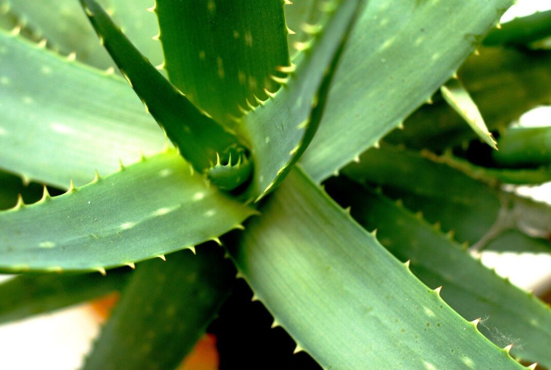 Aloe Vera pour hommes