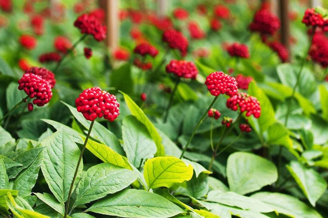 L'efficacité des herbes de ginseng