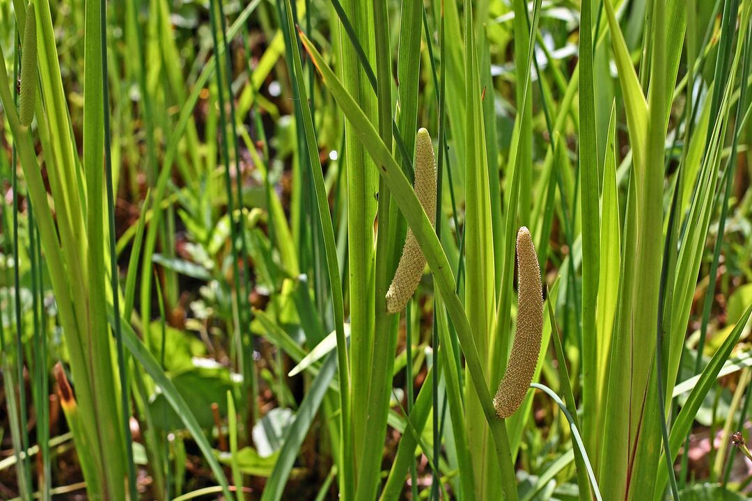 Puissance d'herbe de calamus