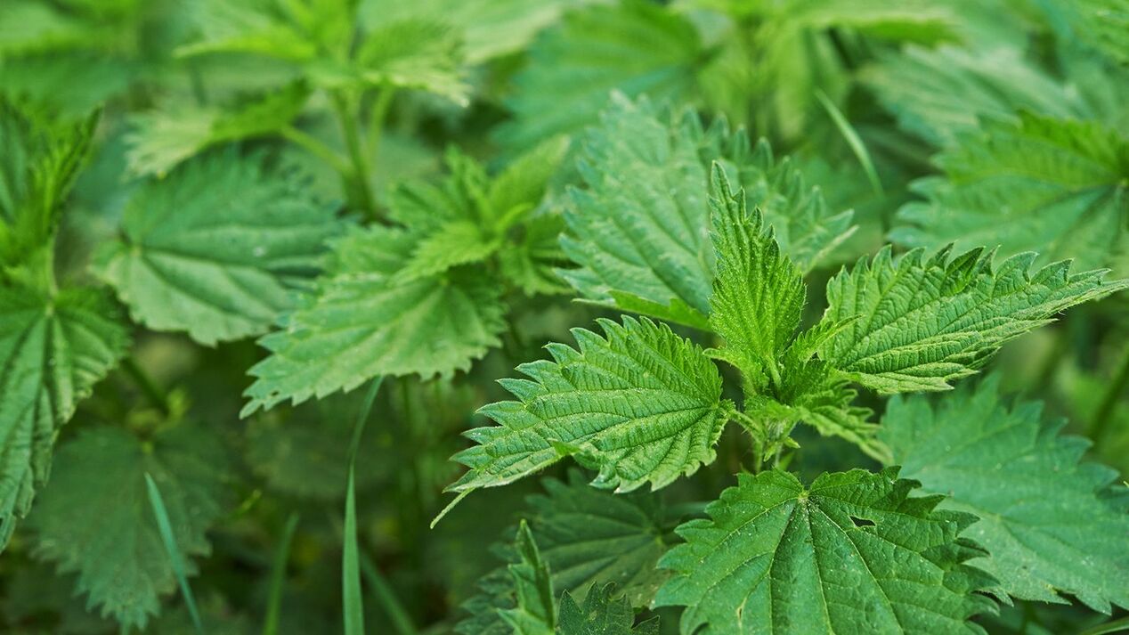 Puissance de l'ortie aux herbes